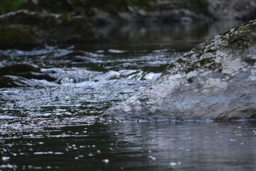 Beauty in the Smokies