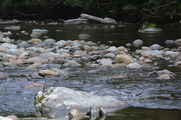 Beauty in the Smokies