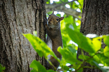 A Squirrel hanging out on a tree looking for food