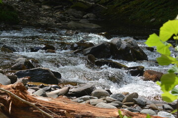 Beauty in the Smokies