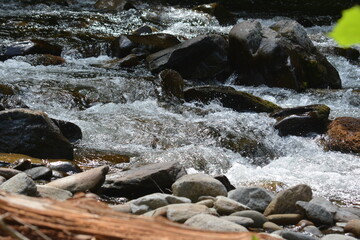 Beauty in the Smokies