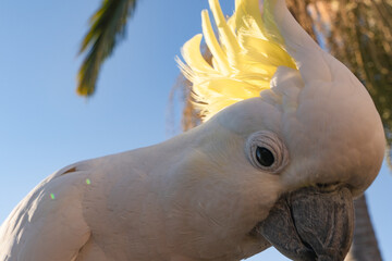 Cockatoo pretty wildlife life bird Queensland Australia against blue sky in morning