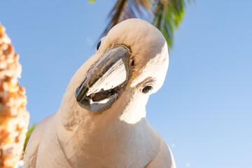 Cockatoo pretty wildlife life bird Queensland Australia against blue sky morning eating seeds