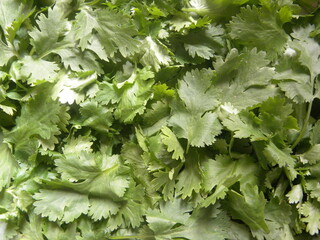 Green color fresh Cilantro leaves