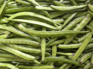 Green color raw whole Guar cluster beans