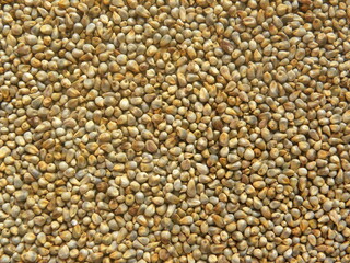 Yellowish brown raw whole Pearl millet or Bajra cereal