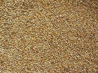 Yellowish brown raw whole Pearl millet or Bajra cereal