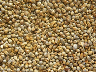 Yellowish brown raw whole Pearl millet or Bajra cereal