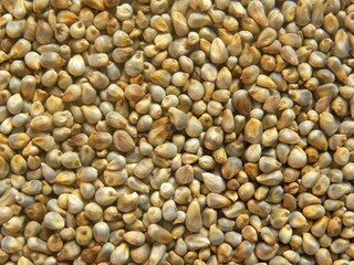 Yellowish brown raw whole Pearl millet or Bajra cereal