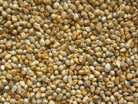 Yellowish brown raw whole Pearl millet or Bajra cereal