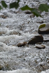 Beauty in the Smokies