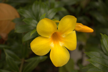 Fototapeta na wymiar Beautiful yellow flower revealing its golden interior 