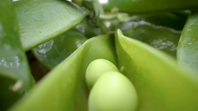 The green seads inside the pod of the beans