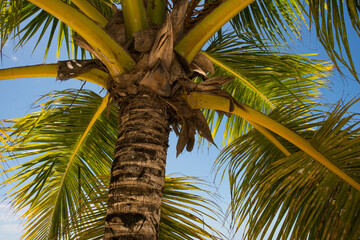 palmera, hojas, playa, caribe