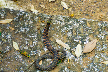 Obraz na płótnie Canvas Tiger keelback of poisonous snake.