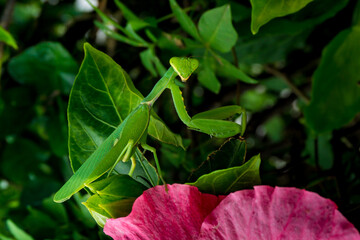 Giant Asian mantis on the flower.
