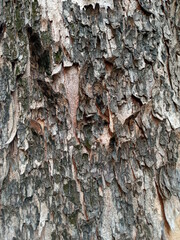 tree bark texture