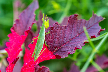 Grasshopper on a colorful leaf.