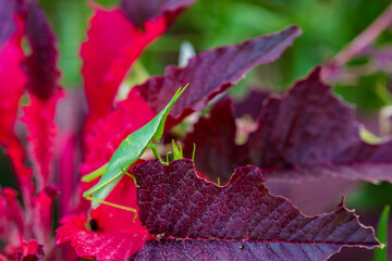 Grasshopper on a colorful leaf. © dragon_eye
