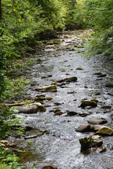 Beauty in the Smokies