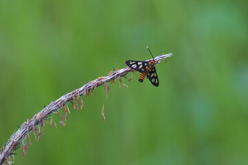 butterfly on the grass