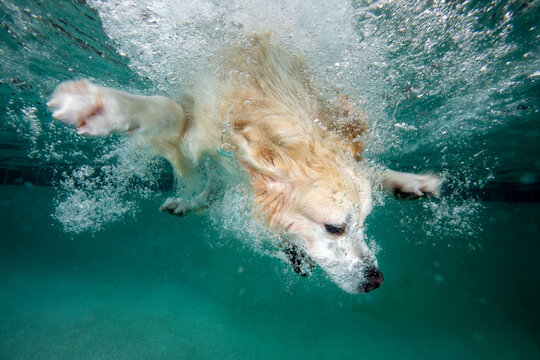 Golden retriever dog swimming under water in the pool 