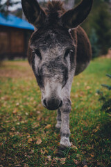 portrait of a donkey
donkey in a autumn forest