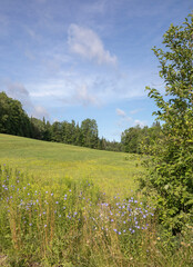 Colorful rural summer  landscape in Muskoka Ontario Canada