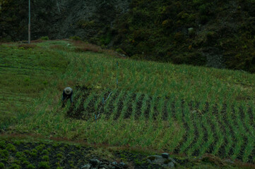 Venezuelan farmer in the mountains