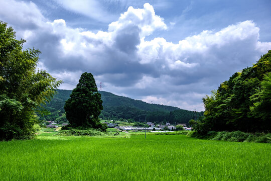 里山風景