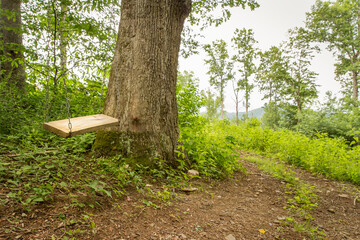A rustic swing in the woods