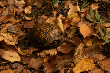 Turtle in shell at fall leaves