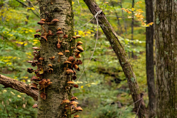 Mushroom fungus grow over tree trunk