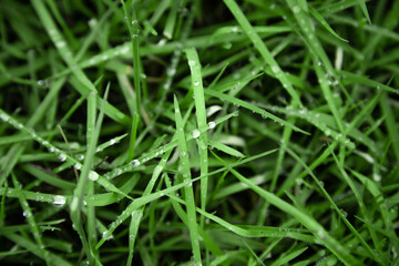grass weaving with water drop texture