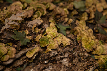 fungus over old tree in marsh land