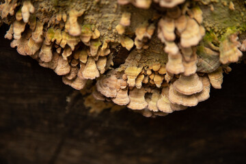 fungus over old tree in marsh land