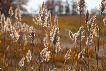 Naklejka premium Field of Weed at Marsh Land