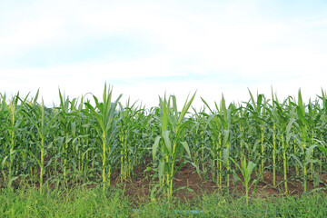 A young green corn field against sky with clouds background