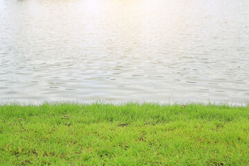 Green grass near pond on the background of water.
