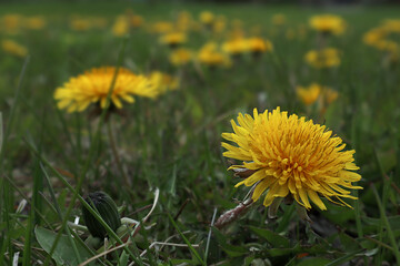 Dandelion