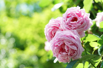 Pink Flower of Rose 'Madame Chevalier' in Full Bloom

