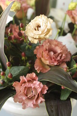 トルコききょう