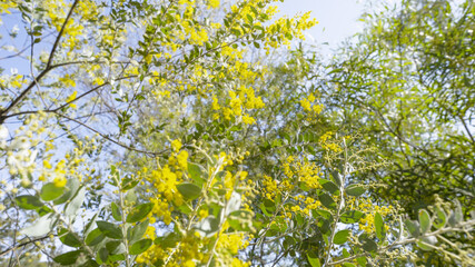 Australian wattle tree, Silver Wattle, with yellow flowers