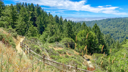 Rural summer landscape. Road, fence and forest. Hot summer day, blue sky. Rural path. Panoramic view. View from above. California, Muir Woods