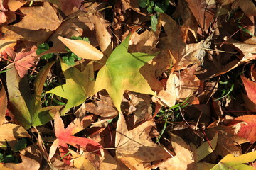 Autumn leaves. Green grass. Abstract background. Macro.