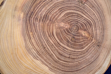 The image of the cut tree. Acacia.