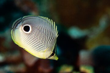 Obraz premium Foureye Butterflyfish