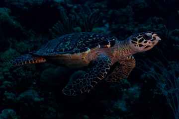 Hawksbill Sea Turtle