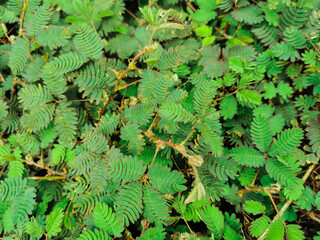 tropical sensitive plant for background