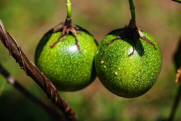 Close up of passion fruit hanging from the tree